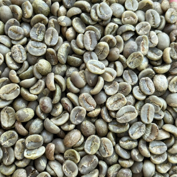 ARABICA